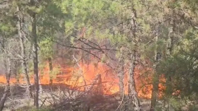 Adana'da yangın tırdan ormanlık alana sıçradı