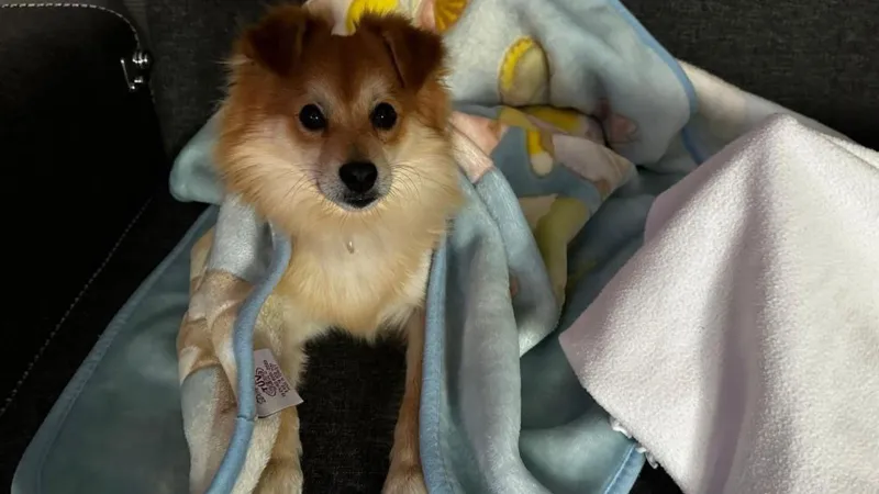 Pablo Kayıp! Bursa'da Köpeğini Bulana 50 Bin TL Ödül!