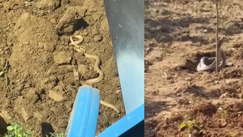 Elazığ'da Yılan Kabusu! Havalar Isındı, Yılanlar Hortladı!