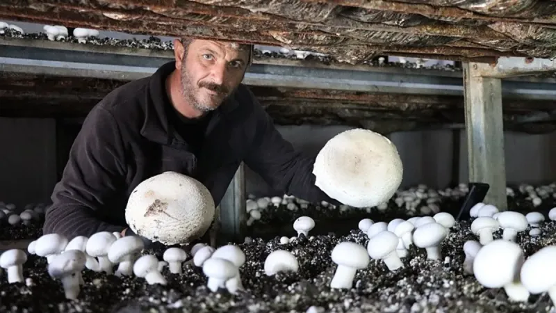 Yöneticiyken Mantar Üreticisi Oldu! İşte Olayın Perde Arkası