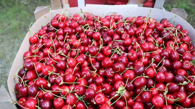 Erzincan'da Kiraz Hasadı Başladı! Üreticinin Yüzü Gülüyor