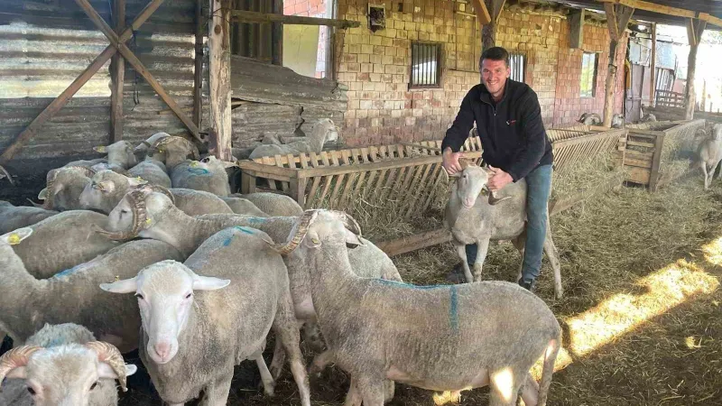 Kurbanlık Satıp Evlenecek! Bursa'da Şaşırtan Düğün Planı
