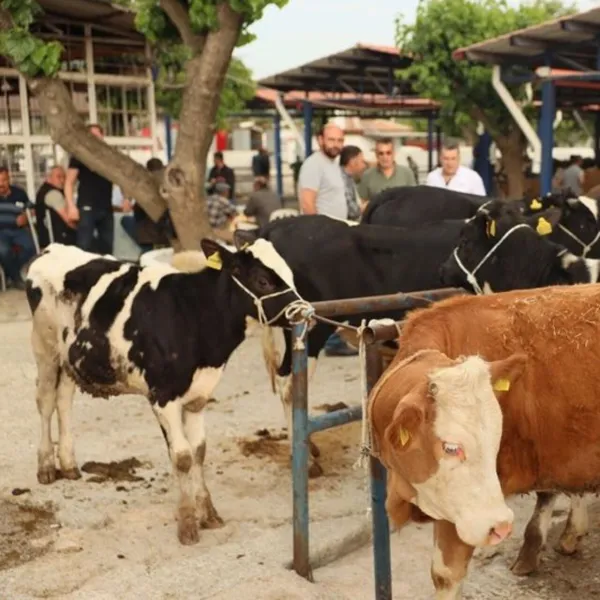 Muğla'da Kurban Kesim Ücretleri Belli Oldu! İşte Yeni Fiyatlar