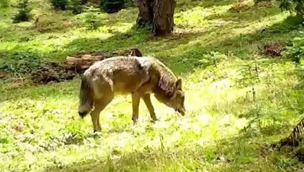 Bursa'da Görüldü! Bozkurt Nesli Tükeniyor Mu? Şok Görüntüler!