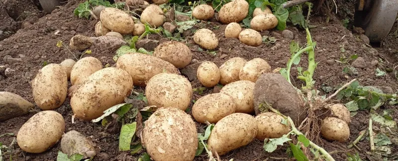 Datça'da Altın Sarısı Hasat! İlk Turfanda Patatesler Çıktı