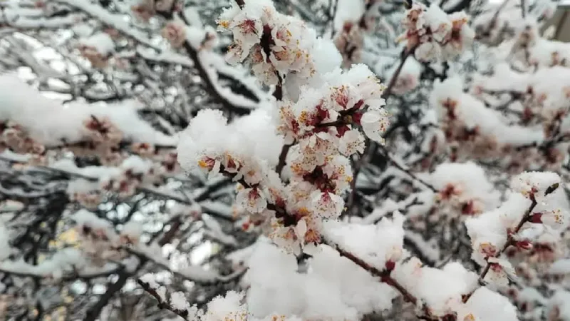 Malatya’da kayısı ağaçlarını don vurdu