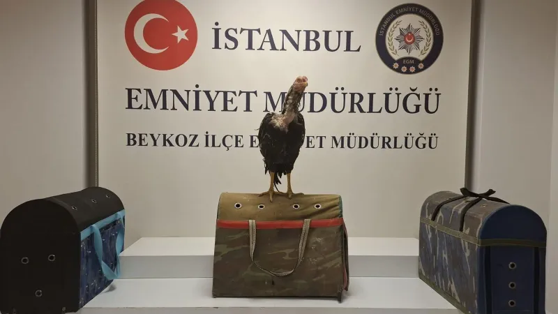 Horoz Dövüşüne Baskın! Beykoz'da Şok Ceza!