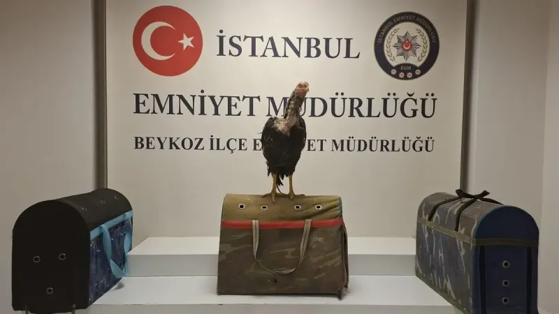 Horoz Dövüşüne Baskın! Metruk Binada Neler Oldu? Şok Detaylar