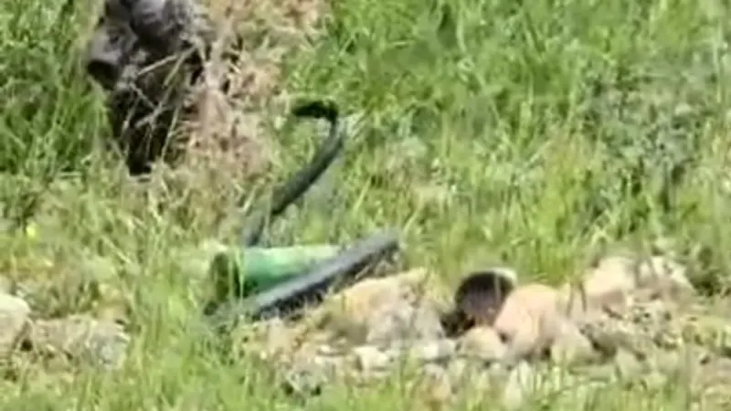 Şırnak'ta Dehşet! Odunlukta 2 Metrelik Yılan Kabusu!