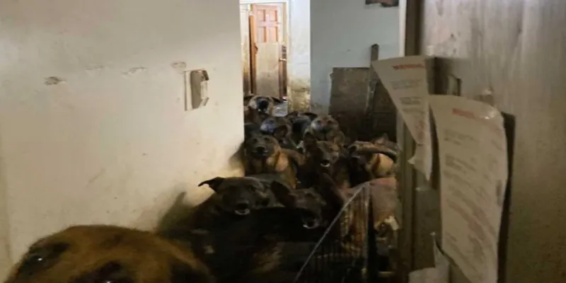 Şok! Daireden 48 Köpek Çıktı: Komşular Ne Dedi?