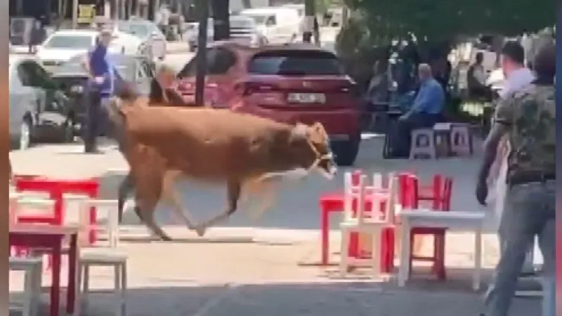Kurbanlık Panik Yarattı! Bursa'da Kaçan Boğa Mahalleliyi Peşinden Koşturdu