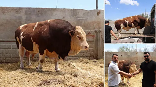Şampiyon boğa 'Poyraz' satıldı: İşte fiyatı