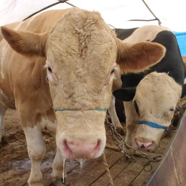 Sokakta kurban kesip atıkları gömmenin cezası belli oldu!