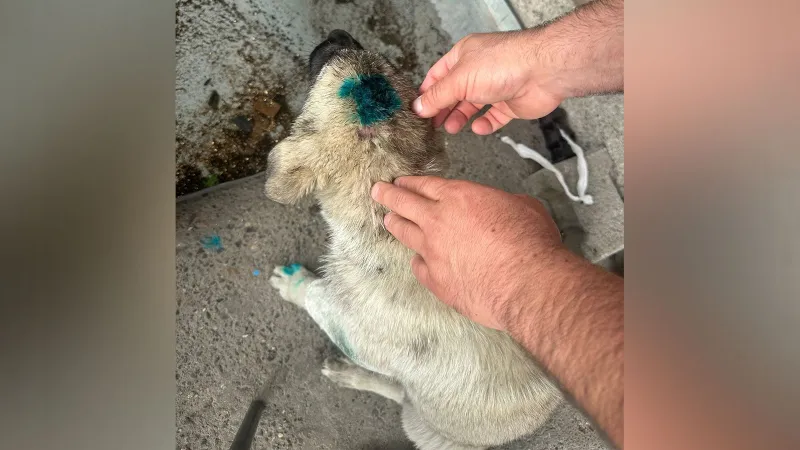 Zonguldak'ta Şoke Eden Olay: Sarhoş Adam Yavru Köpeği Isırdı!